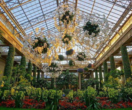 five white orchid baskets suspended above a garden of green orchids 